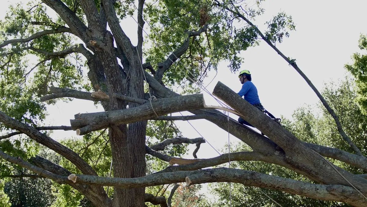 Professional Hazardous Tree Removal performed by certified arborists in Goode