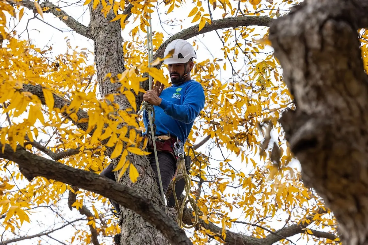 Skilled Tree Planing crew working in Goode