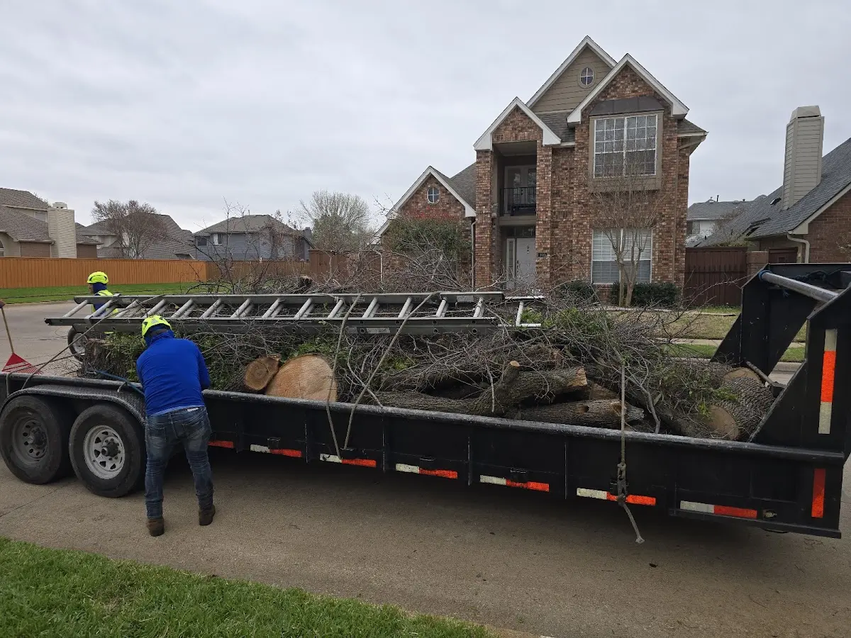 Expert Tree Removal with proper safety equipment in Goode